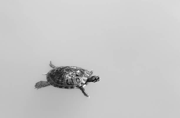 istock Swimming Turtle - Nara, Japan 497639418