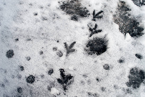 istock Traces of birds 497639928
