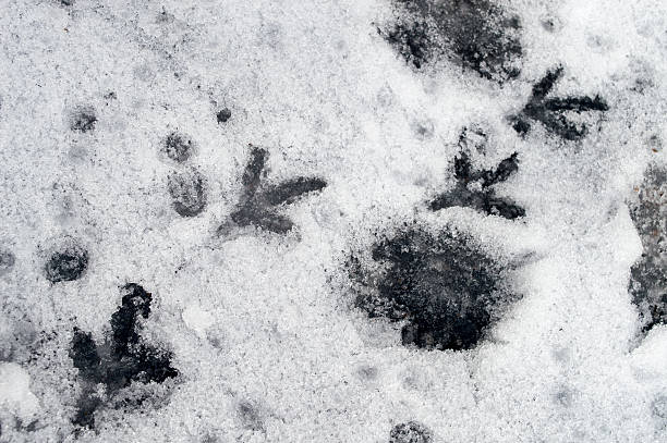 istock Traces of birds 497639986