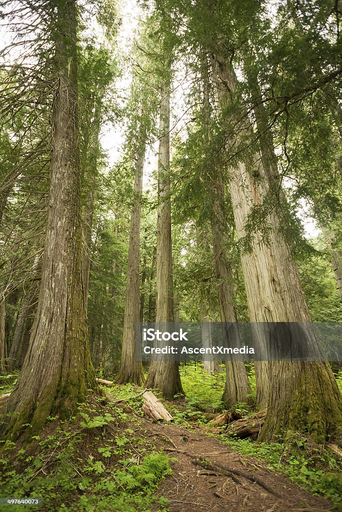 Old Growth Forest Massive old growth trees in a temperate rainforest Awe Stock Photo