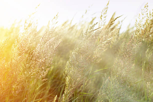 istock Sunrise in a field of grass 497641039