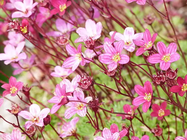 in this image the pretty pink flowers of saxifrage or London pride rise above the green carpet of leaves and offers a colourful natural background