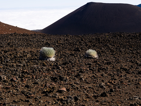 Silversword plants growing in Haleakala volcanic crater - Haleakala National Park, Maui island, Hawaii