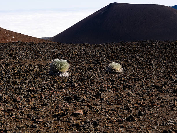 silversword vegetais crescer de haleakala cratera vulcânica - haleakala crater imagens e fotografias de stock