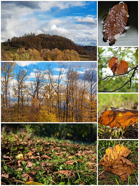 istock beautiful fall autumn season collage images 497651372