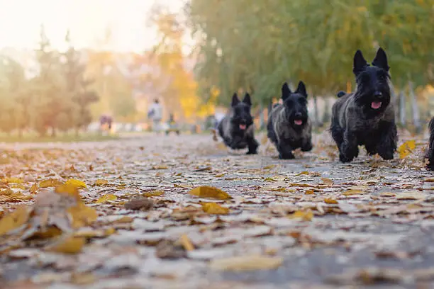 Multiple scottish terrier run in a park , on a beautiful autumn day