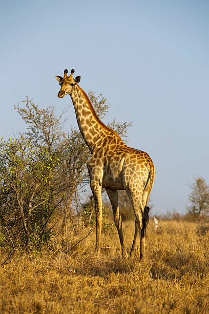 istock Giraffe at Kruger National Park, South Africa 497653292