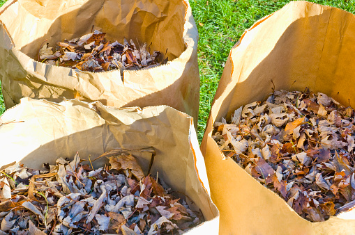yard bags filled with freshly raked leaves