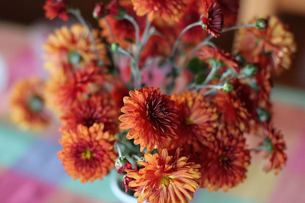 istock chrysanthemums in red colors 497656326