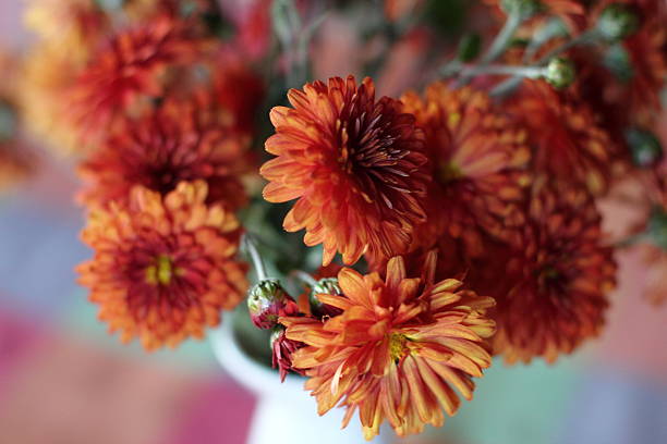 istock chrysanthemums in red colors 497656332
