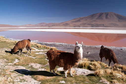 Cute llama looking at the camera next to Laguna Colorada in the Bolivian Altiplano