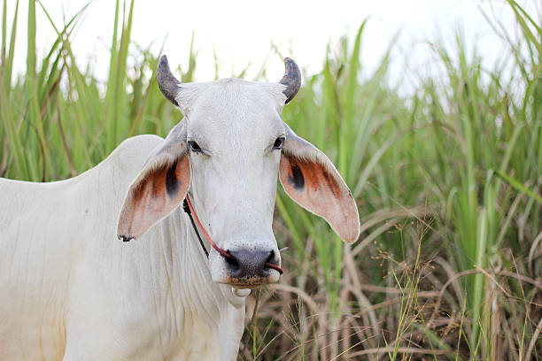istock Cow in the field 497657870