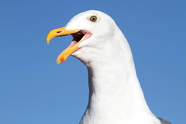 istock Western Gull (Larus occidentalis) By The Ocean 497657906