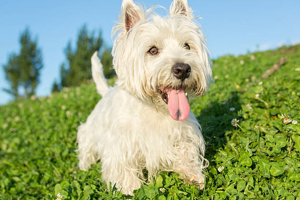 istock west highland white terrier a very good looking dog 497660958