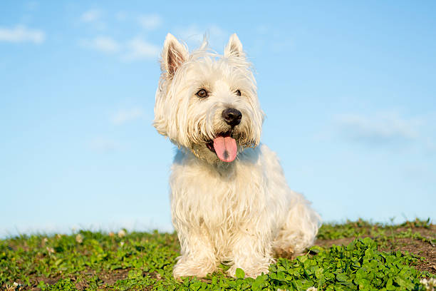 istock west highland white terrier a very good looking dog 497661088