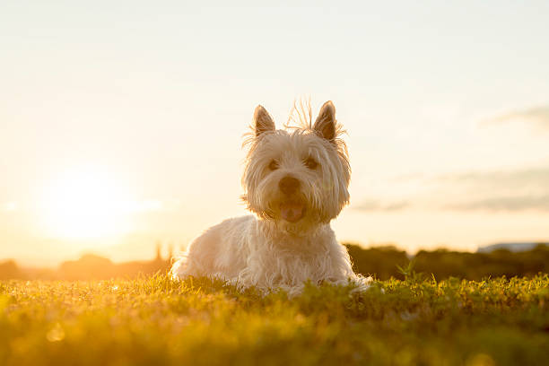 istock west highland white terrier a very good looking dog 497661158