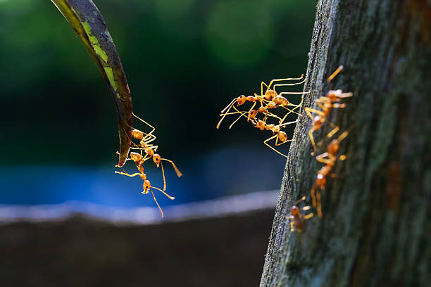 istock close up of ants unity reaching each other 497661300