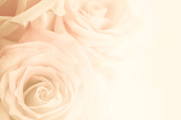 istock sweet color roses for flora background 497662902