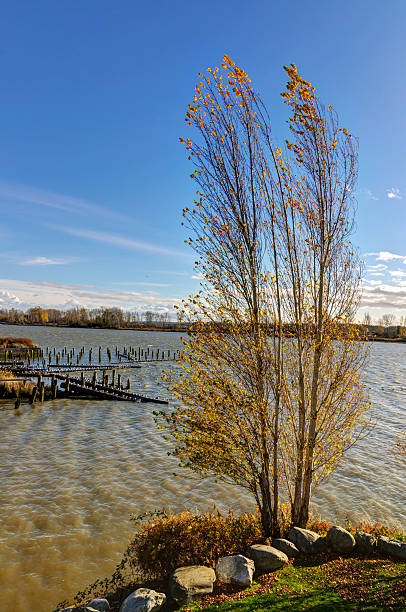 istock isolated tree by the river in the autumn 497664528