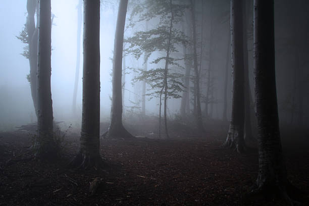 istock Horror atmosphere in foggy forest 497665938