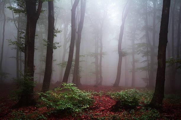 istock Light in the middle of a foggy forest 497666154