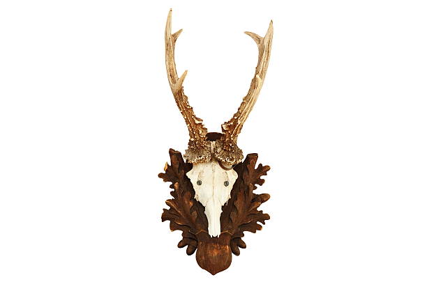 격리됨에 capreolus 사냥 트로피 - antler stag deer animal skull 뉴스 사진 이미지