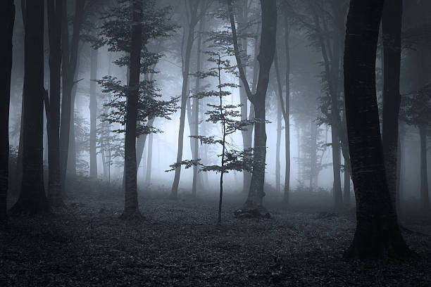 istock Horror tree in dark foggy forest 497666430