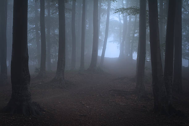 istock Trail to the light in foggy forest 497666592
