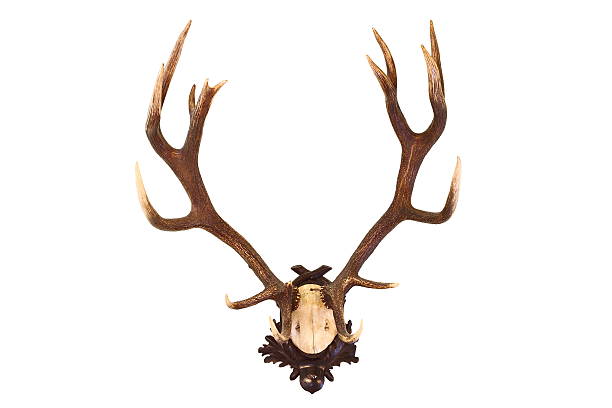 red deer buck isolato trofeo - deer stag wall animal head foto e immagini stock