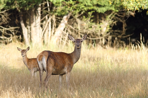 red deer hind with young in grazing glade ( Cervus elaphus ) looking towards the camera