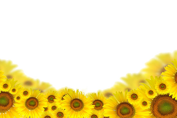 istock Sunflower Background for presentation/Sunflower Background/Sunflower 497676898