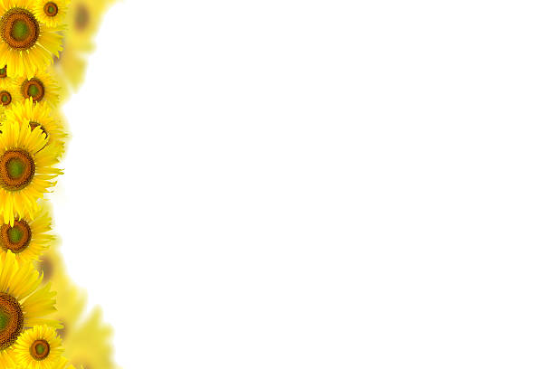 istock Sunflower Background for presentation/Sunflower Background/Sunflower 497676944