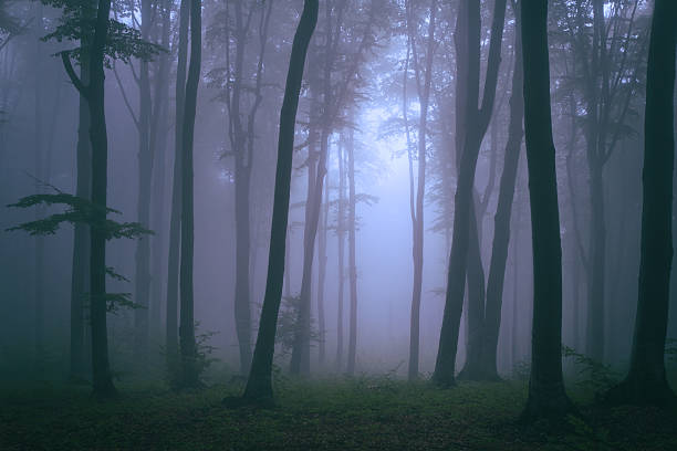 istock Creepy purple fog in the forest 497676996