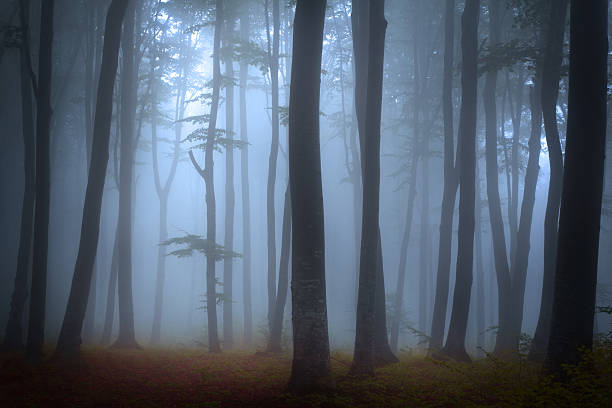istock Strange trees in silhouettes in the mist 497677026