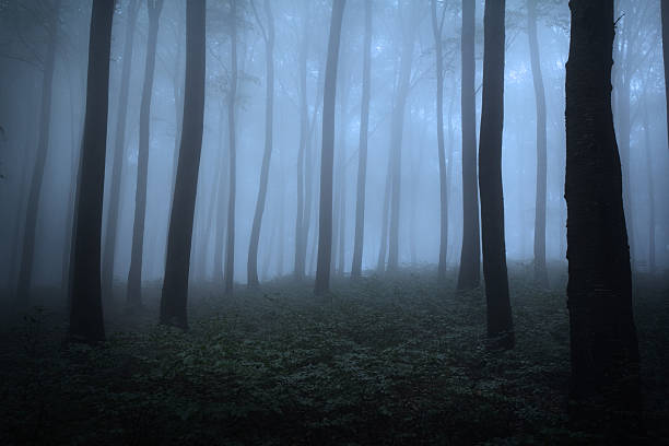 istock Blue fog in the forest 497677150