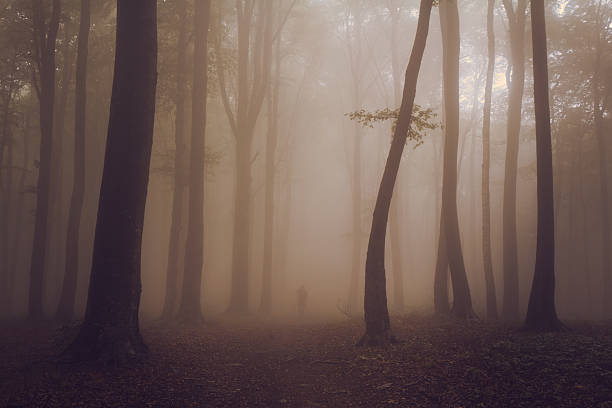 istock Strange tree and silhouette in foggy forest 497677184