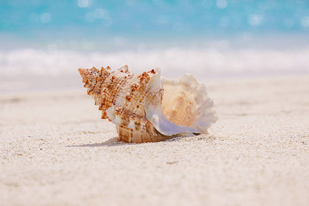 istock Dreamy Sea Shell on the Beach of Maldives 497677586