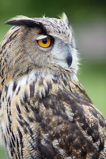 istock Close up of an owl 497677920