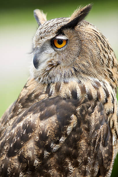 istock Close up of an owl 497678056