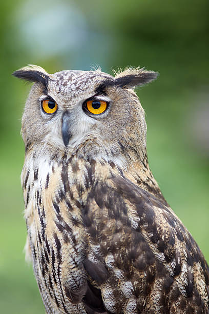 istock Close up of an owl 497678338