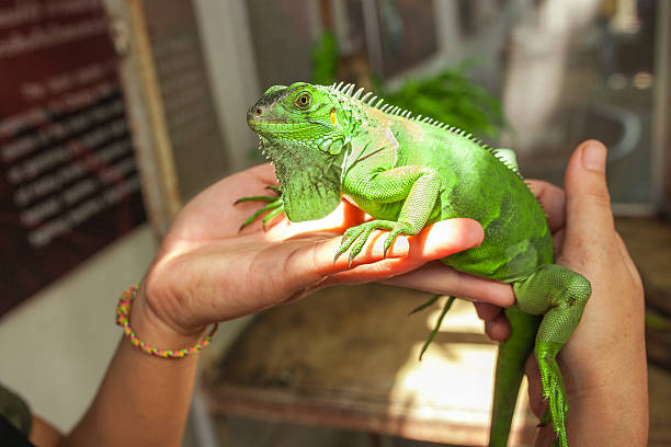istock Big green Iguana on human hand 497681236