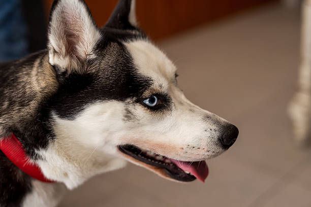 istock Beautiful husky dog, closeup shot 497681714