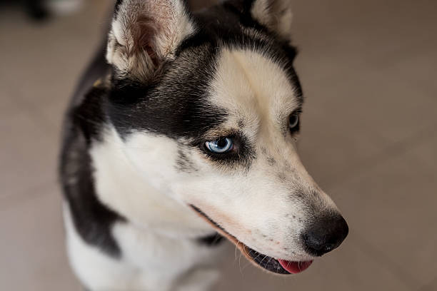 Closeup of husky dog head