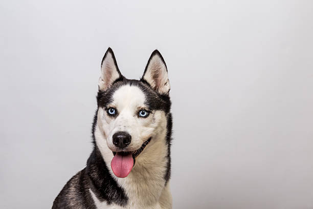 istock Husky dog portrait, studio shot 497681774