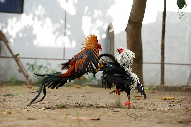 Hình Dáng Cơ Thể