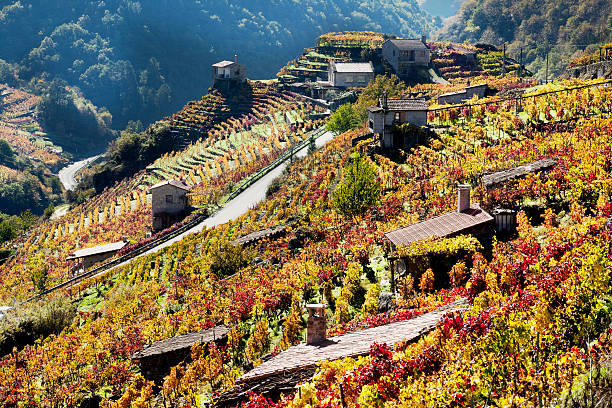 Ribeira sacra vineyards and small cellars in autumn, Galicia, Spain. Ribeira sacra is a beautiful wine making location area in Lugo and Ourense provinces, Galicia, Spain, at the banks of river Miño. galicia stock pictures, royalty-free photos & images