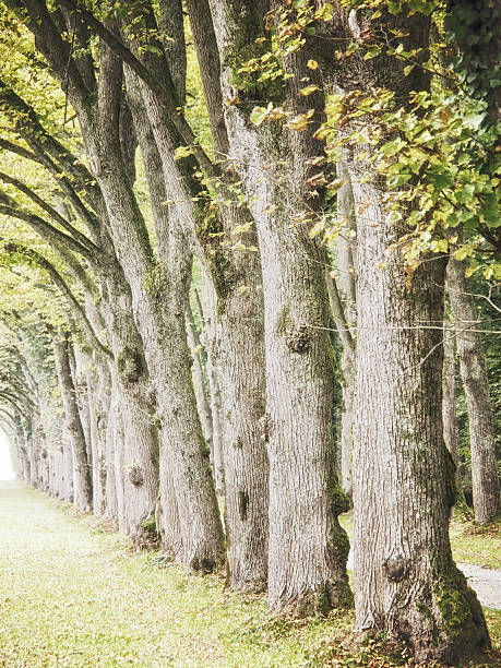 istock alley in the park 497683200