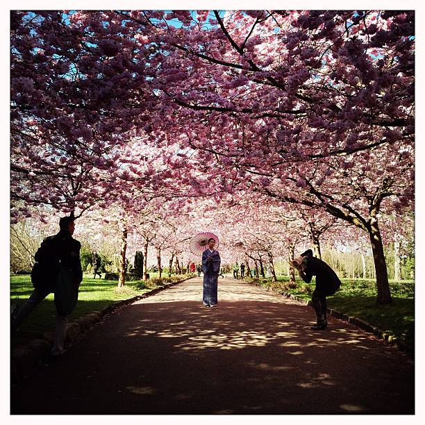 Copenhagen, Denmark - April 17, 2015: Female photographer taking photos of a Japanese woman wearing traditional clothing and an umbrella. The photo shoot is taking place under blooming cherry trees, Sakuras, on a footpath inside the public grounds of Bispebjerg Cemetery. A silhouetted man to the left  is following the photo shoot. It is a beautiful Spring day. There is lush green grass on both sides of the footpath.
