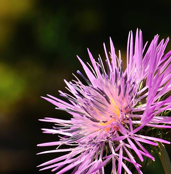 Beautiful thistle flower in foreground