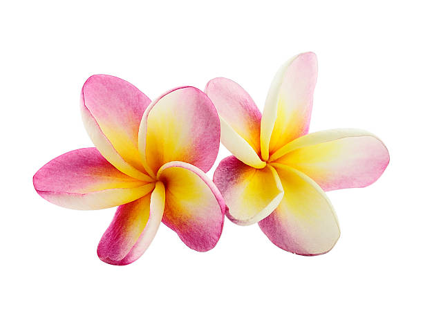 istock Frangipani flower isolated on white background 497684581